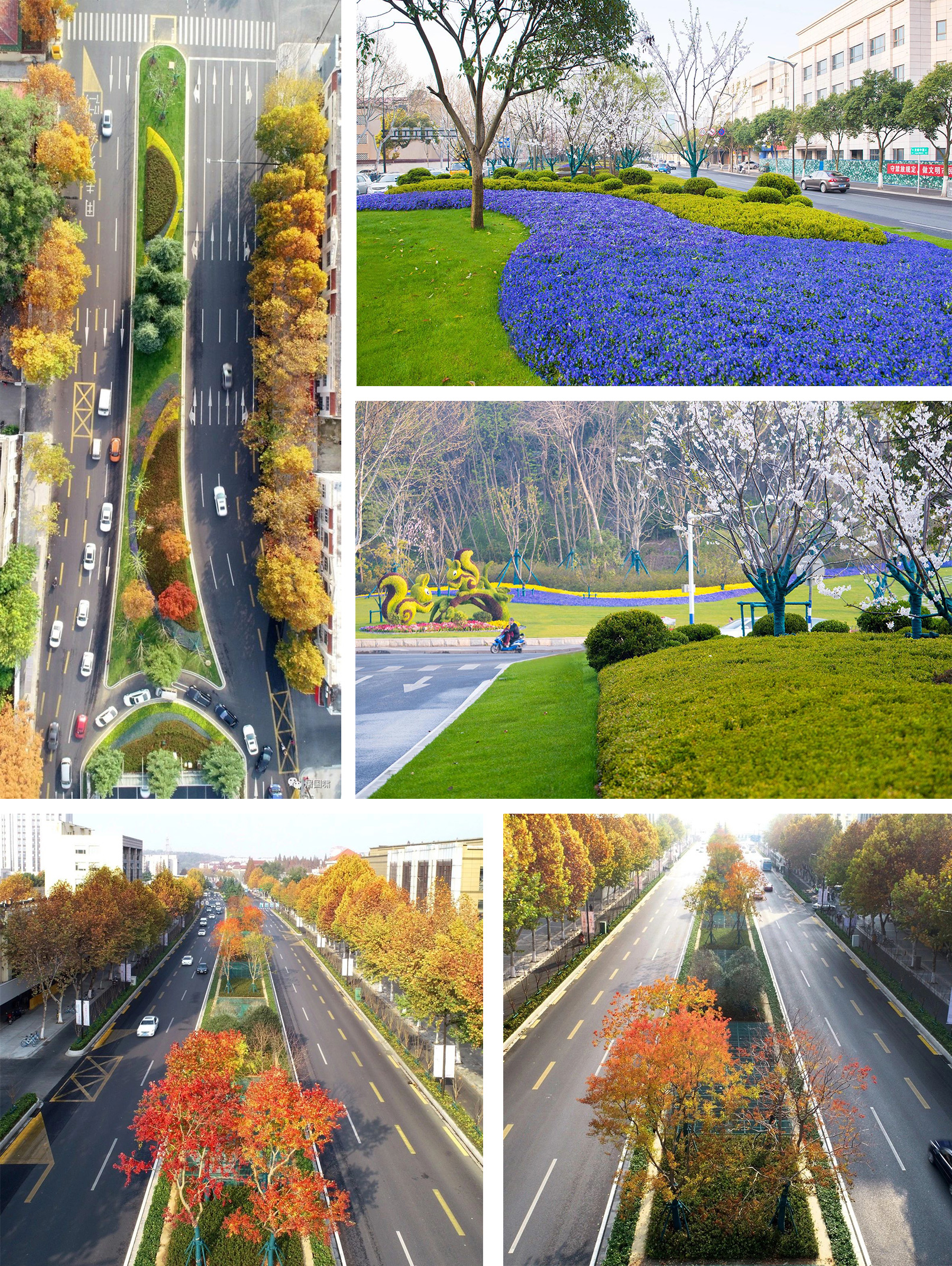 南京市龙蟠中路道路整治工程绿化工程